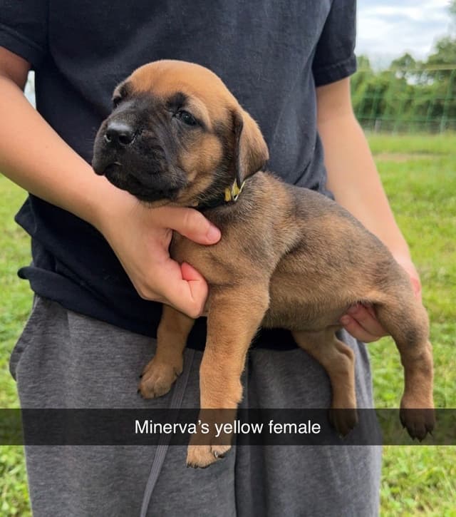Beautiful Cane Corso Puppies media 5