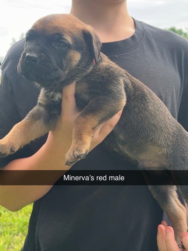 Beautiful Cane Corso Puppies media 7