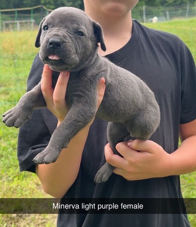 Beautiful Cane Corso Puppies media 9