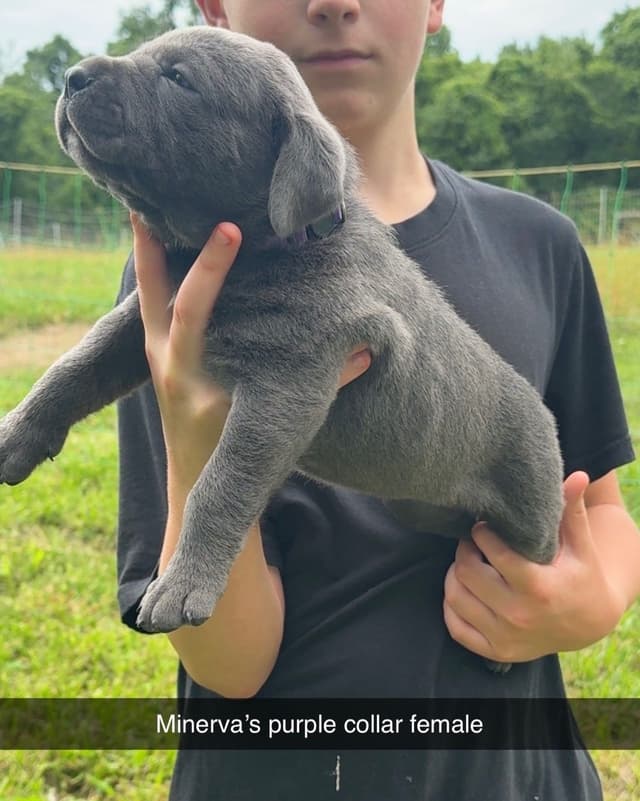 Beautiful Cane Corso Puppies media 8