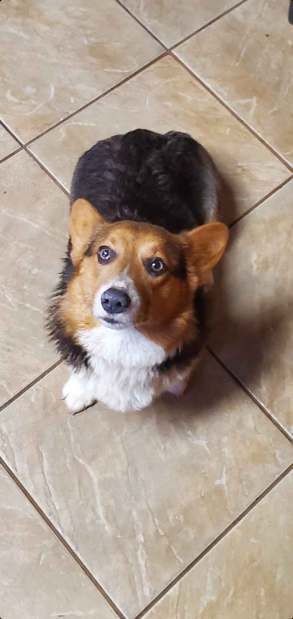 Pembroke Welsh Corgi Puppies breeder image 1