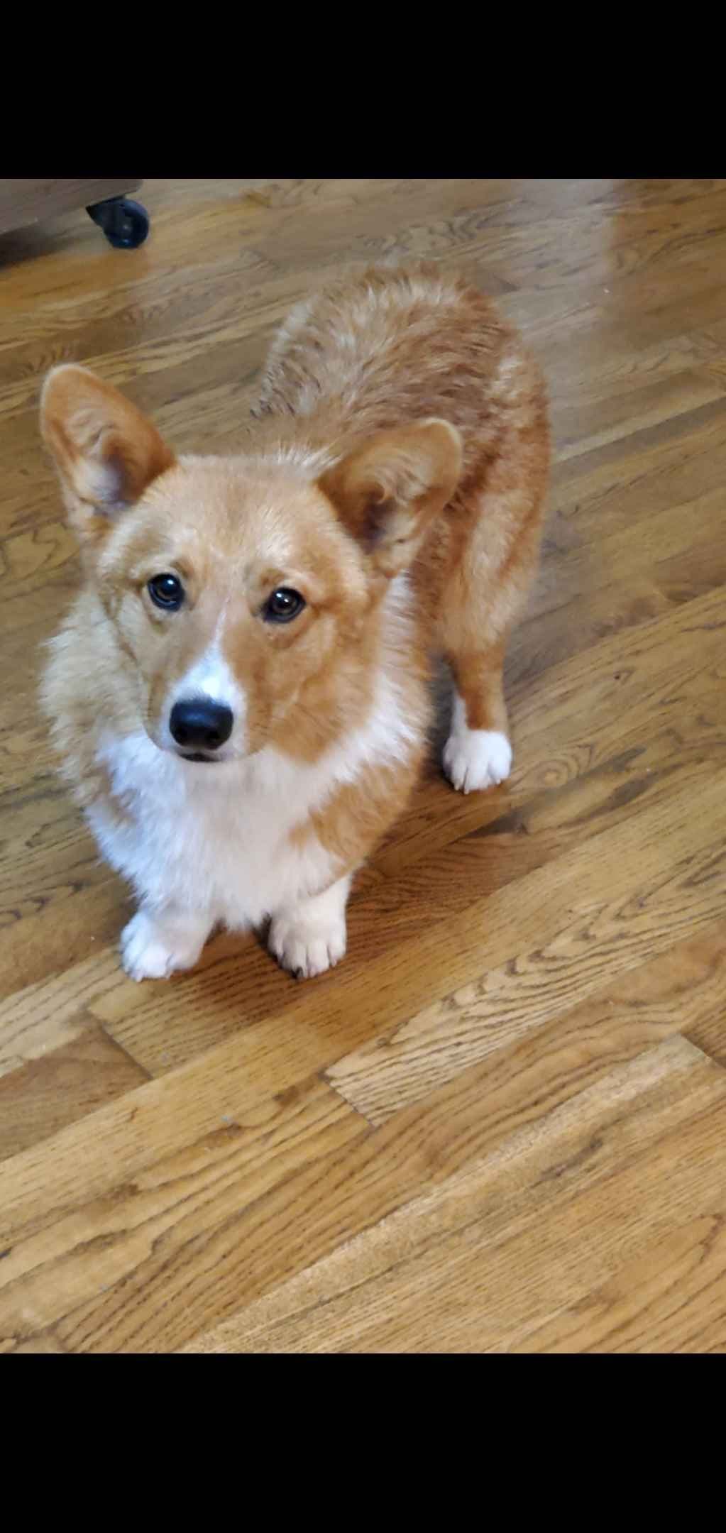 Pembroke Welsh Corgi Puppies breeder image 2