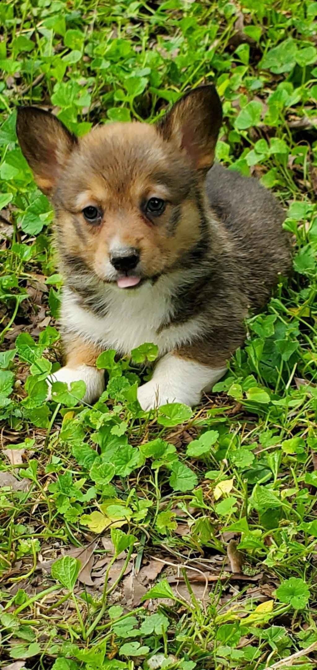 Pembroke Welsh Corgi Puppies breeder image 3