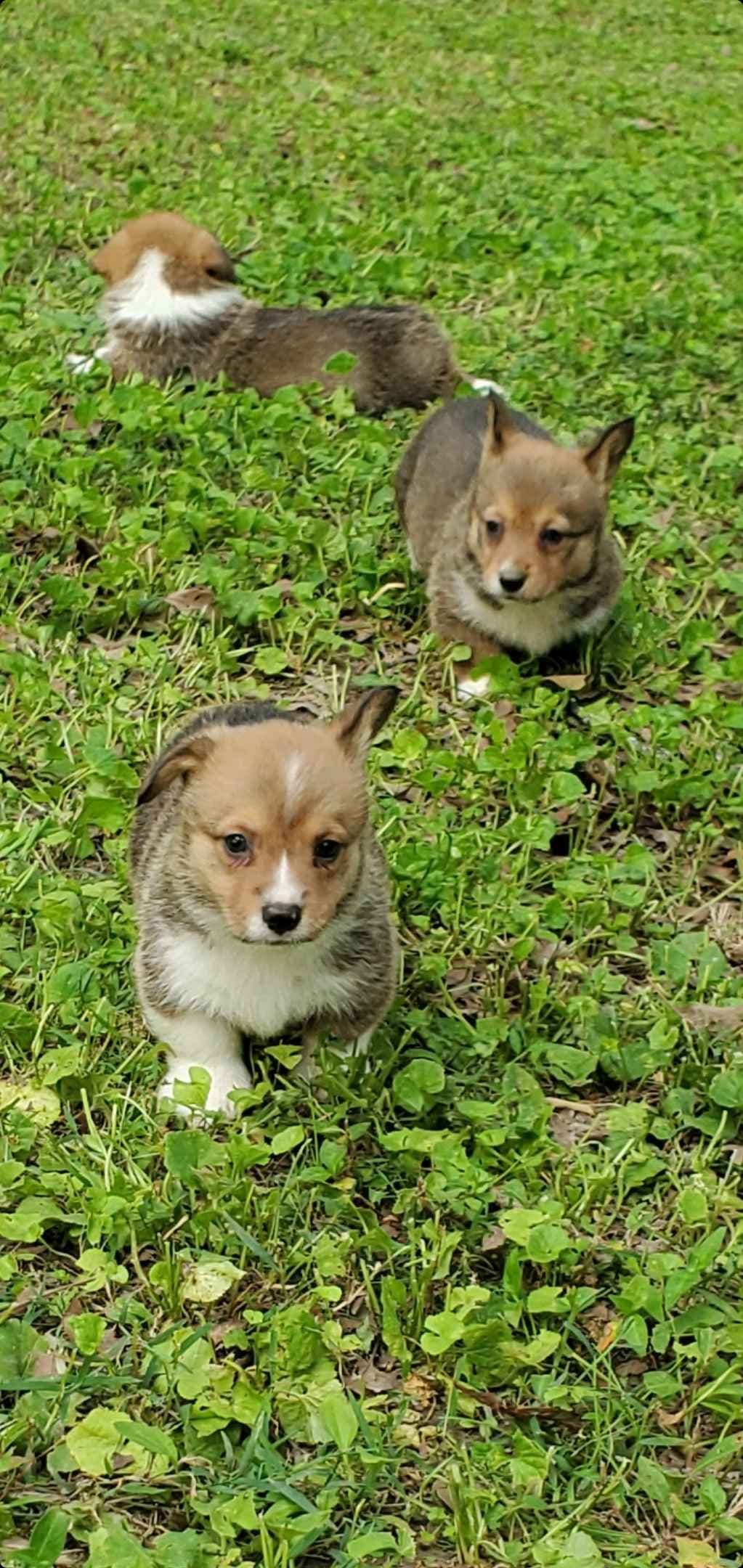 Pembroke Welsh Corgi Puppies breeder image 5