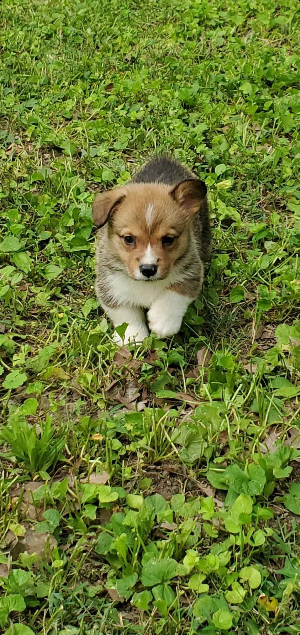Pembroke Welsh Corgi Puppies breeder image 4