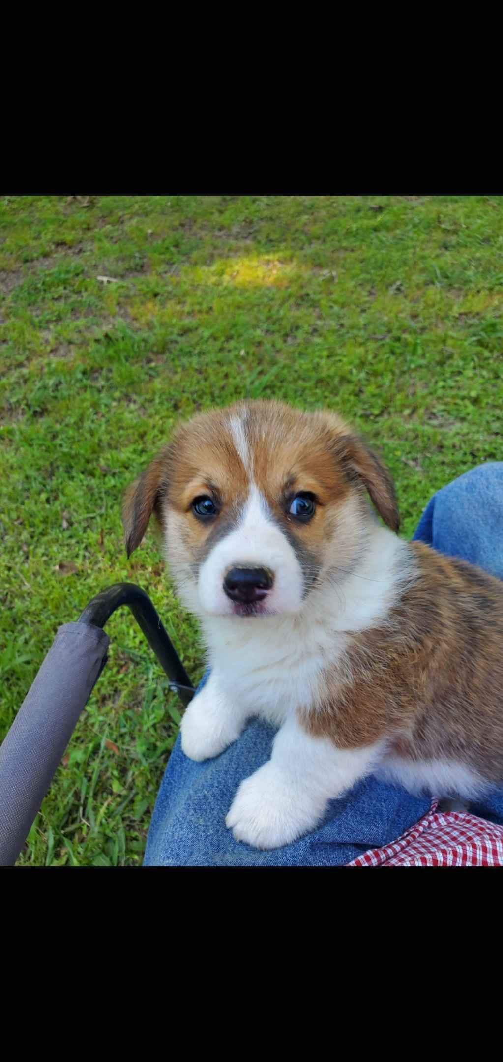 Pembroke Welsh Corgi Puppies breeder image 6