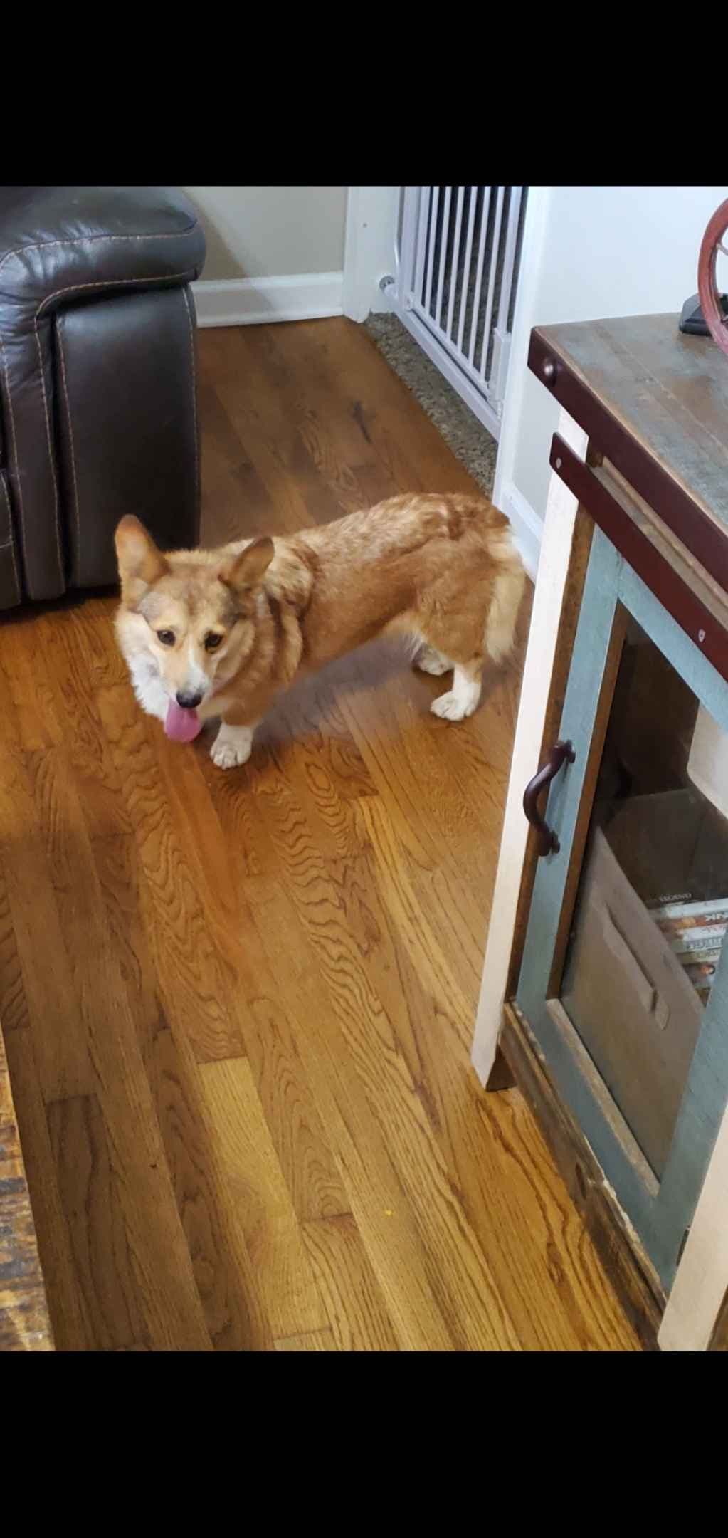Pembroke Welsh Corgi Puppies breeder image 7