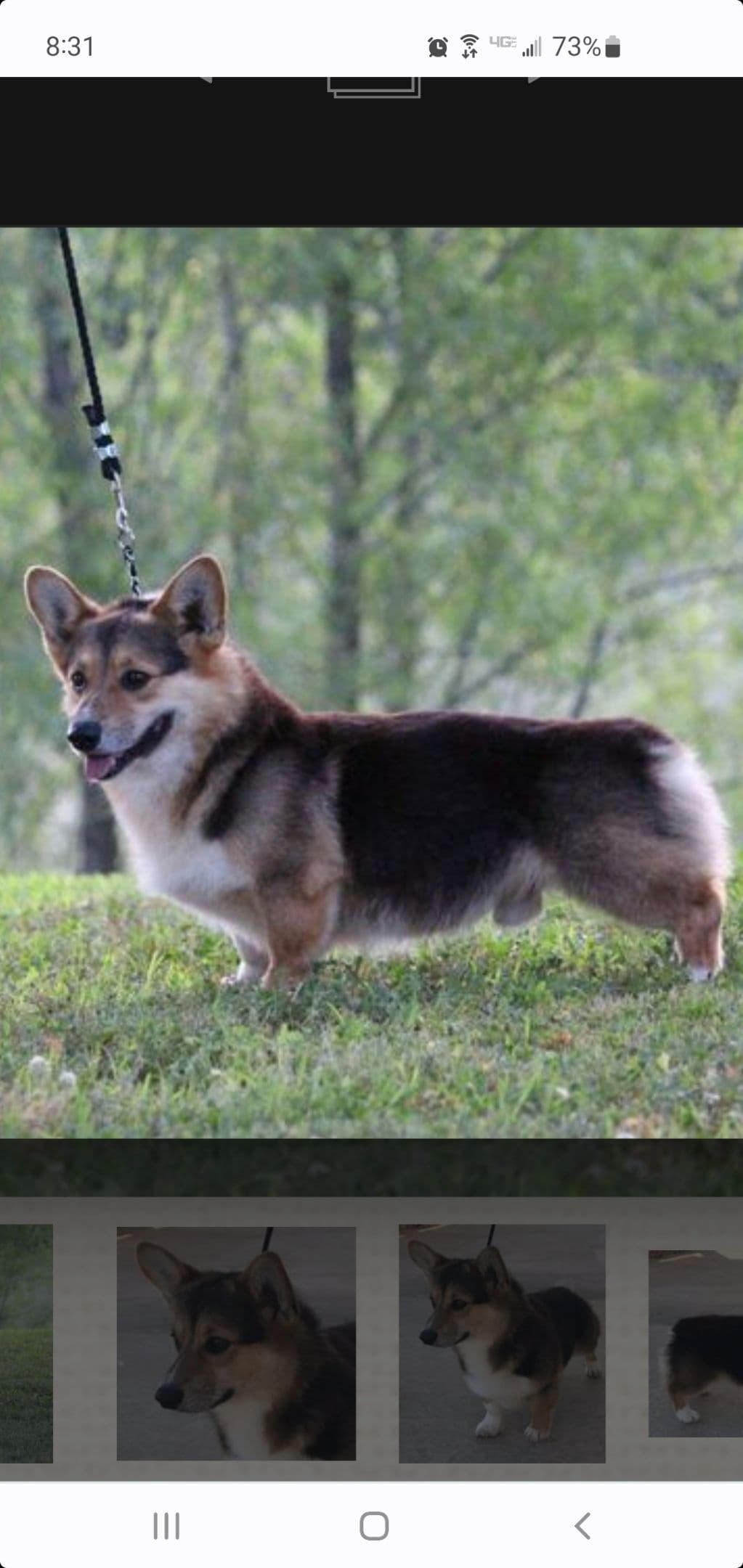 Pembroke Welsh Corgi Puppies breeder image 8