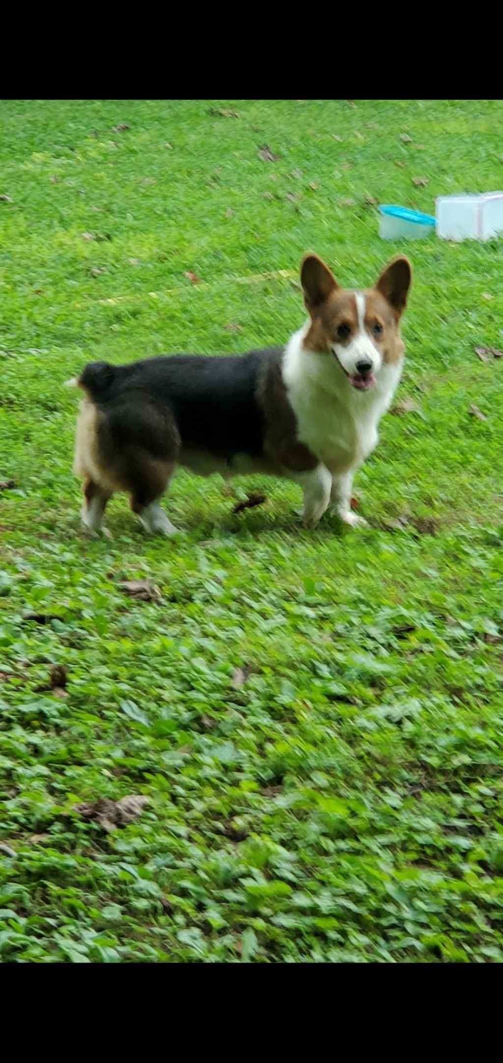 Pembroke Welsh Corgi Puppies breeder image 10