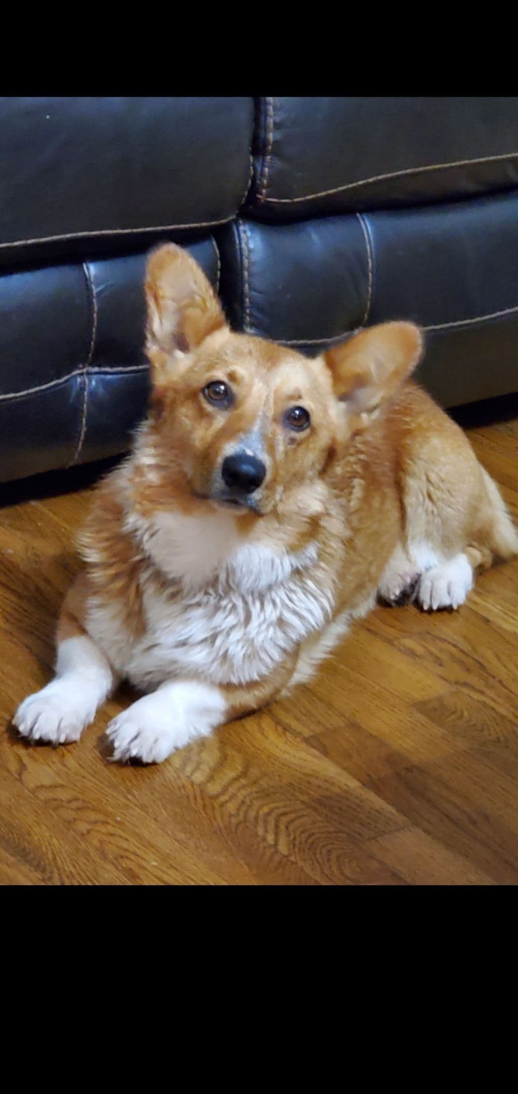 Pembroke Welsh Corgi Puppies breeder image 9