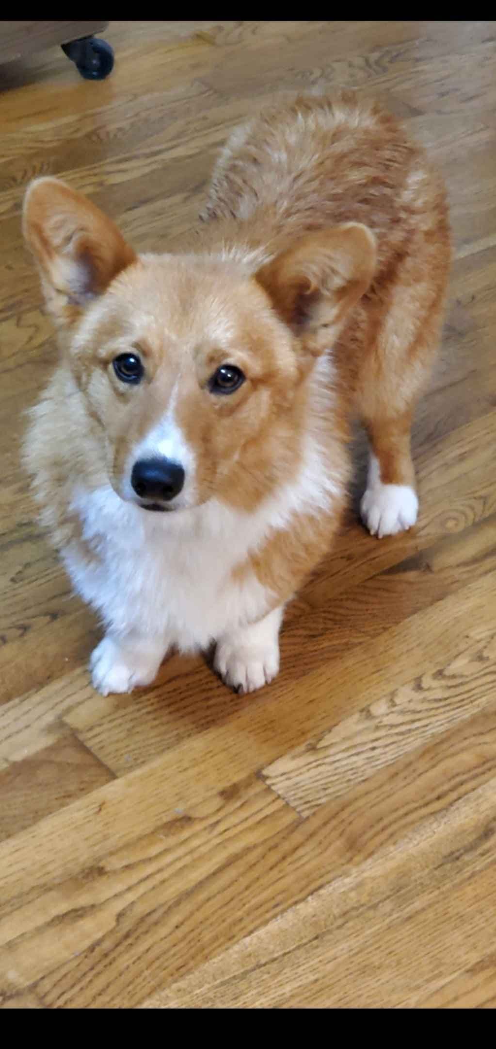 Pembroke Welsh Corgi Puppies breeder image 11