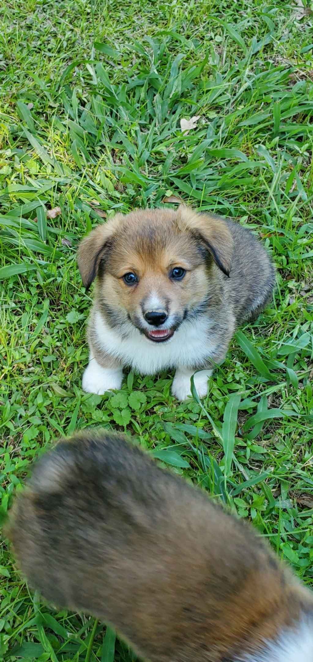 Pembroke Welsh Corgi Puppies breeder image 12