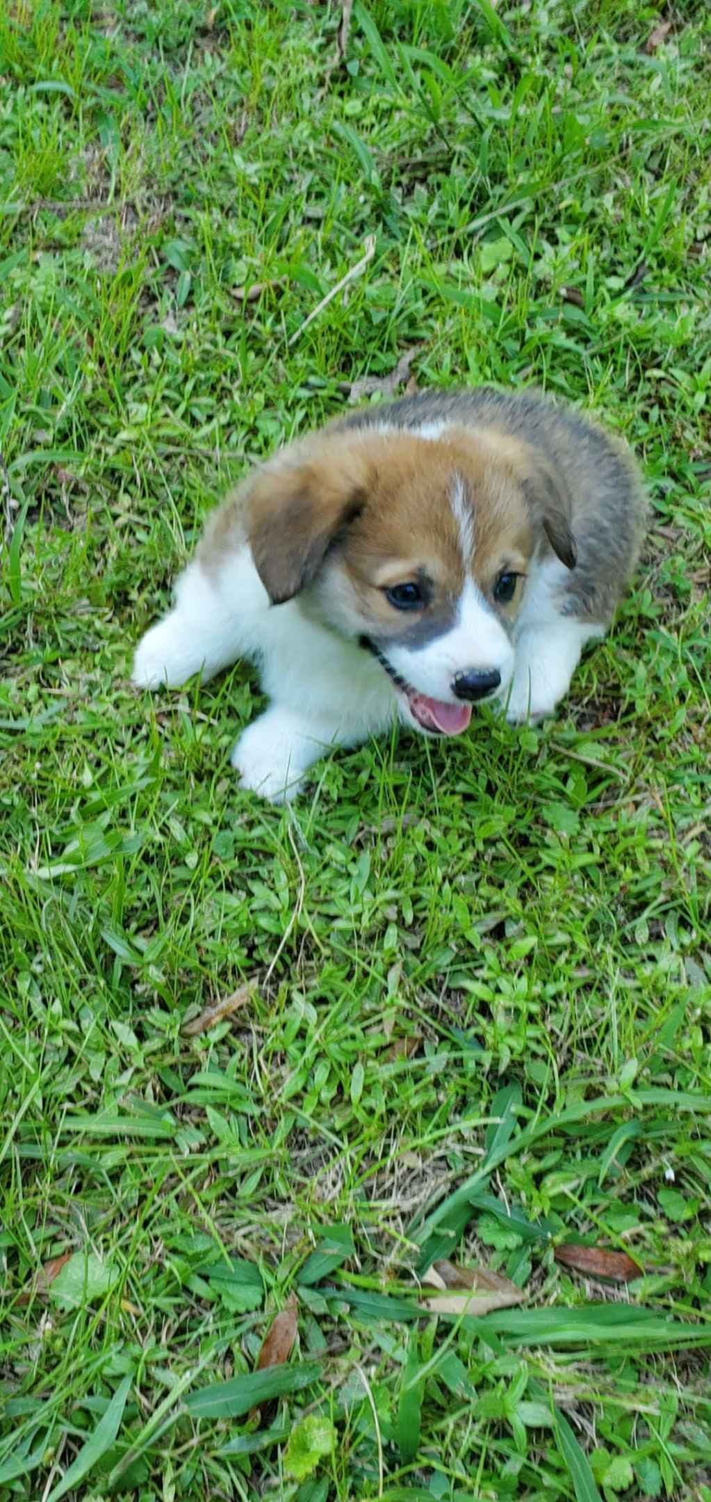 Pembroke Welsh Corgi Puppies breeder image 13