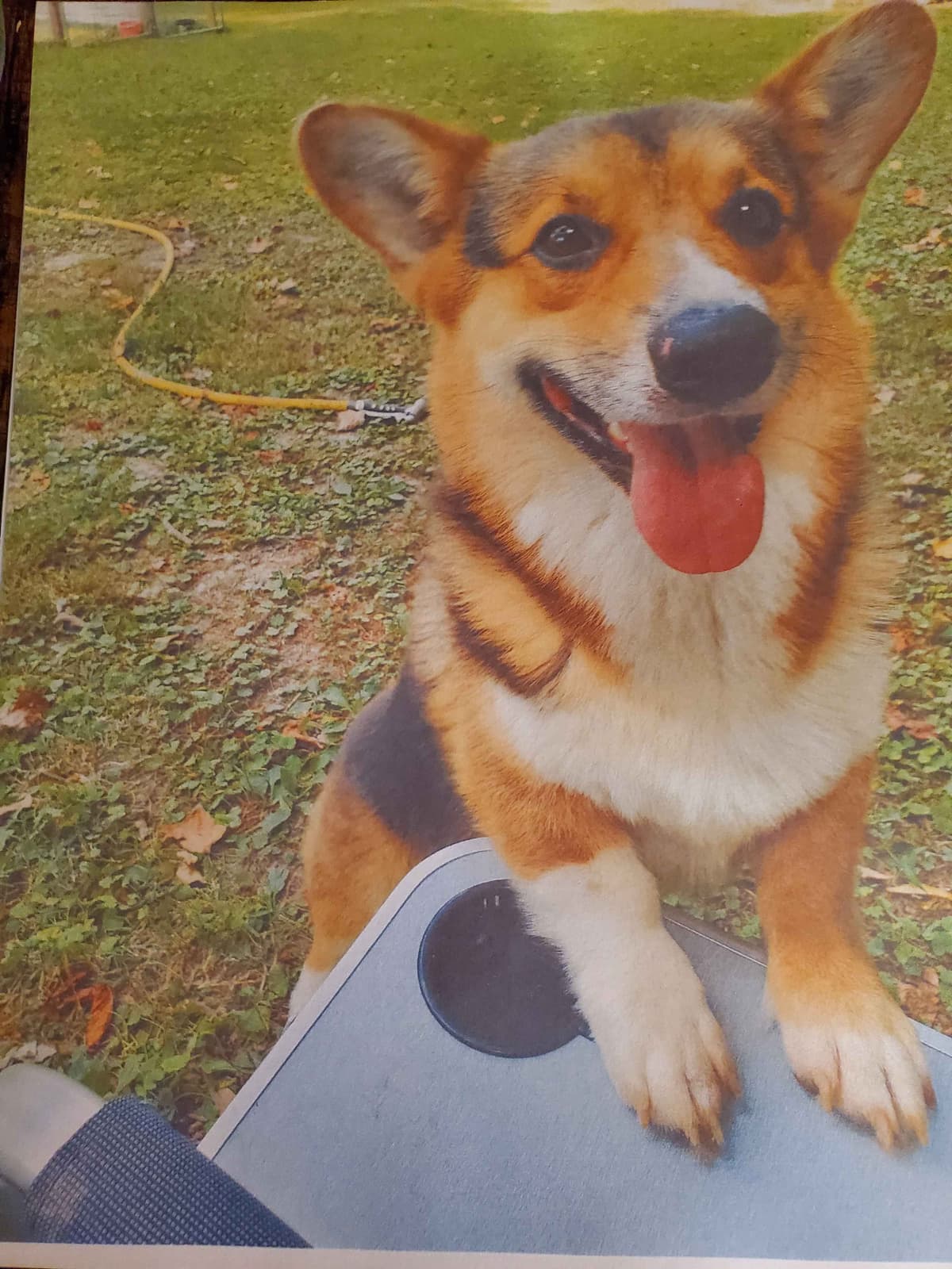 Pembroke Welsh Corgi Puppies breeder image 14
