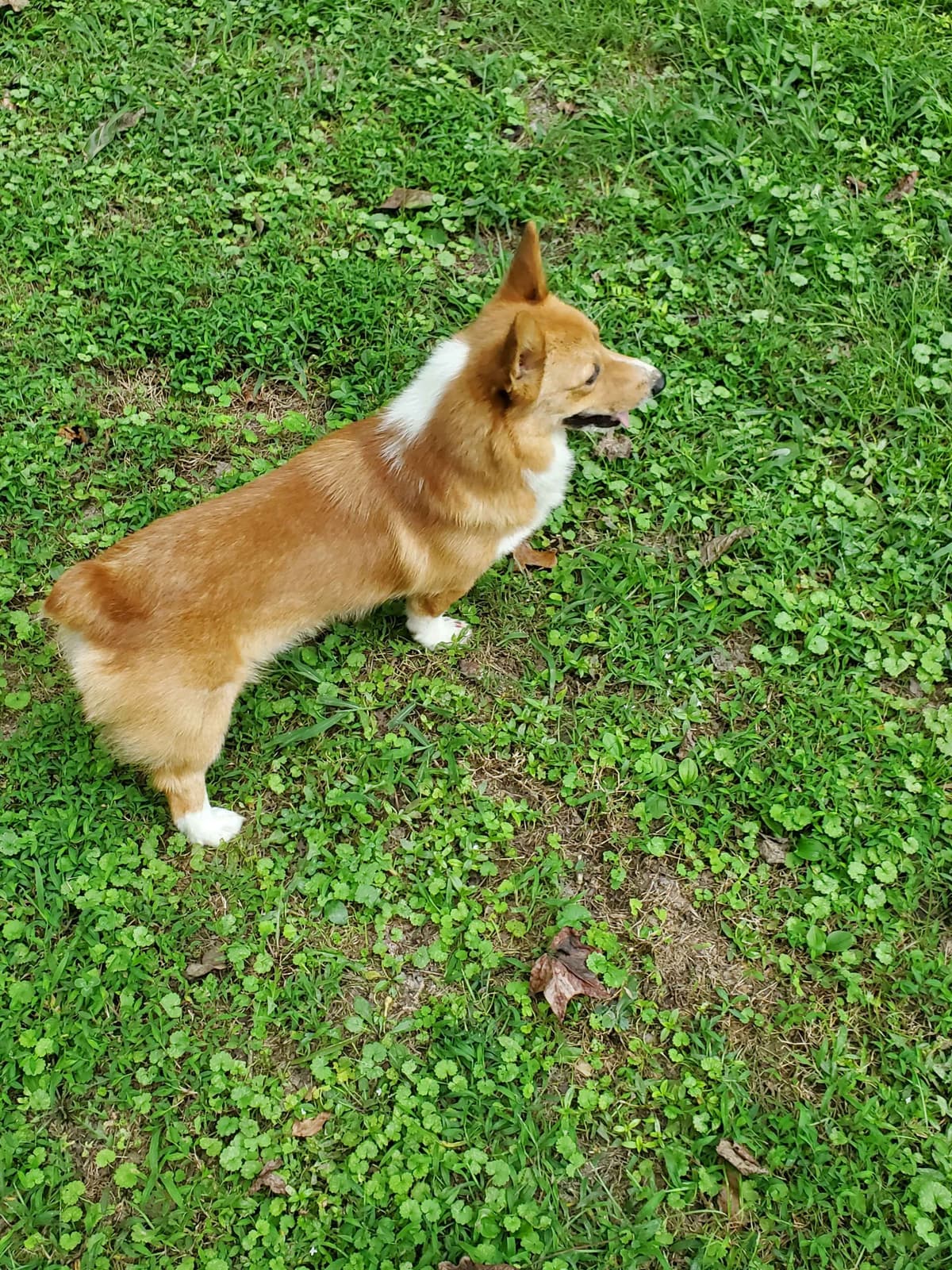 Pembroke Welsh Corgi Puppies breeder image 15