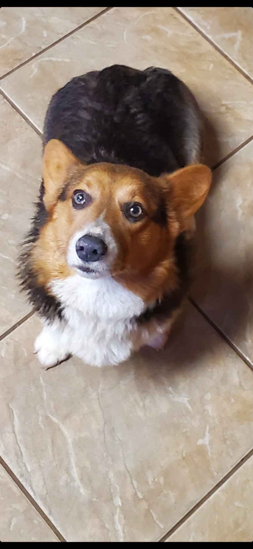 Pembroke Welsh Corgi Puppies breeder image 16