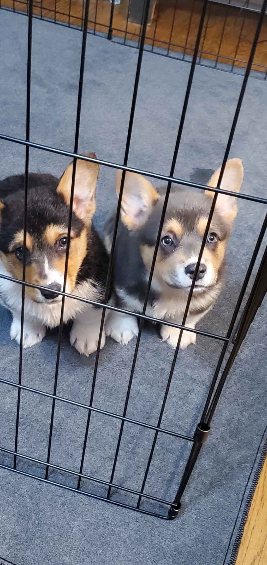 Pembroke Welsh Corgi Puppies breeder image 20