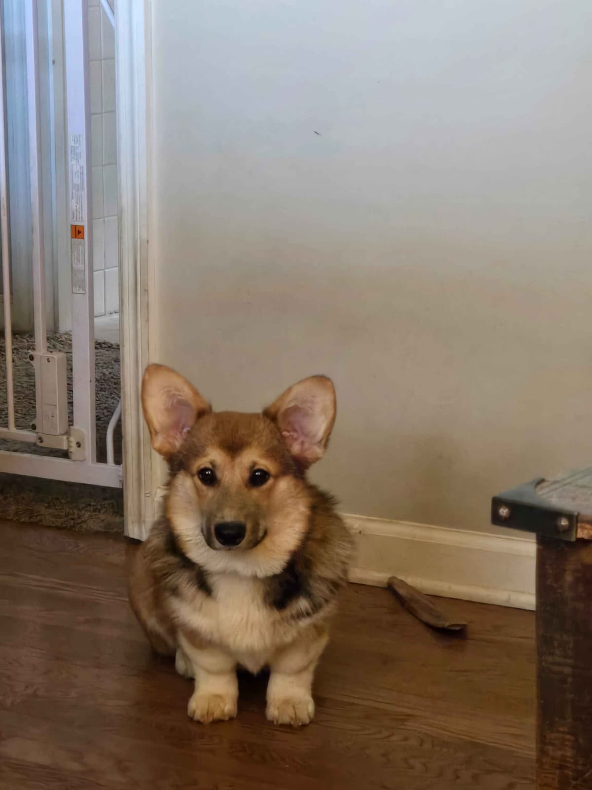 Pembroke Welsh Corgi Puppies breeder image 21