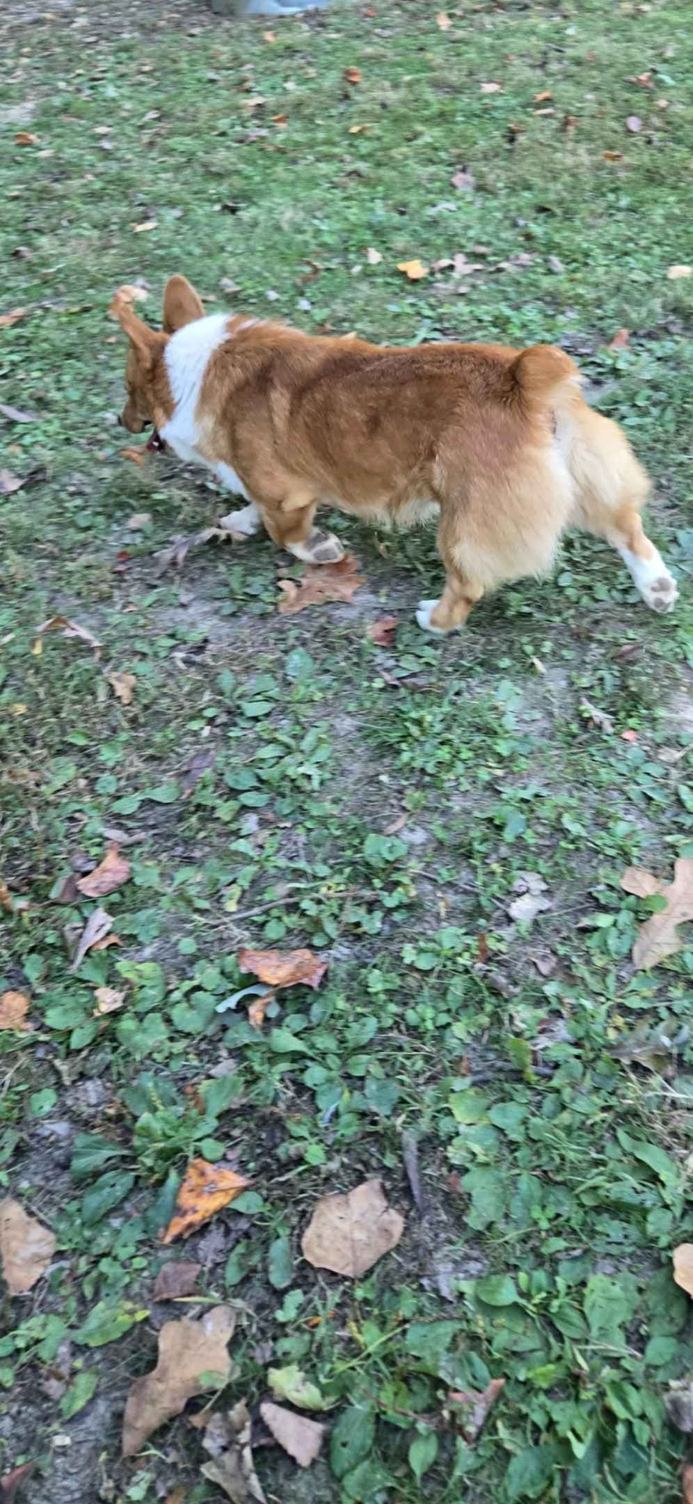 Pembroke Welsh Corgi Puppies breeder image 23