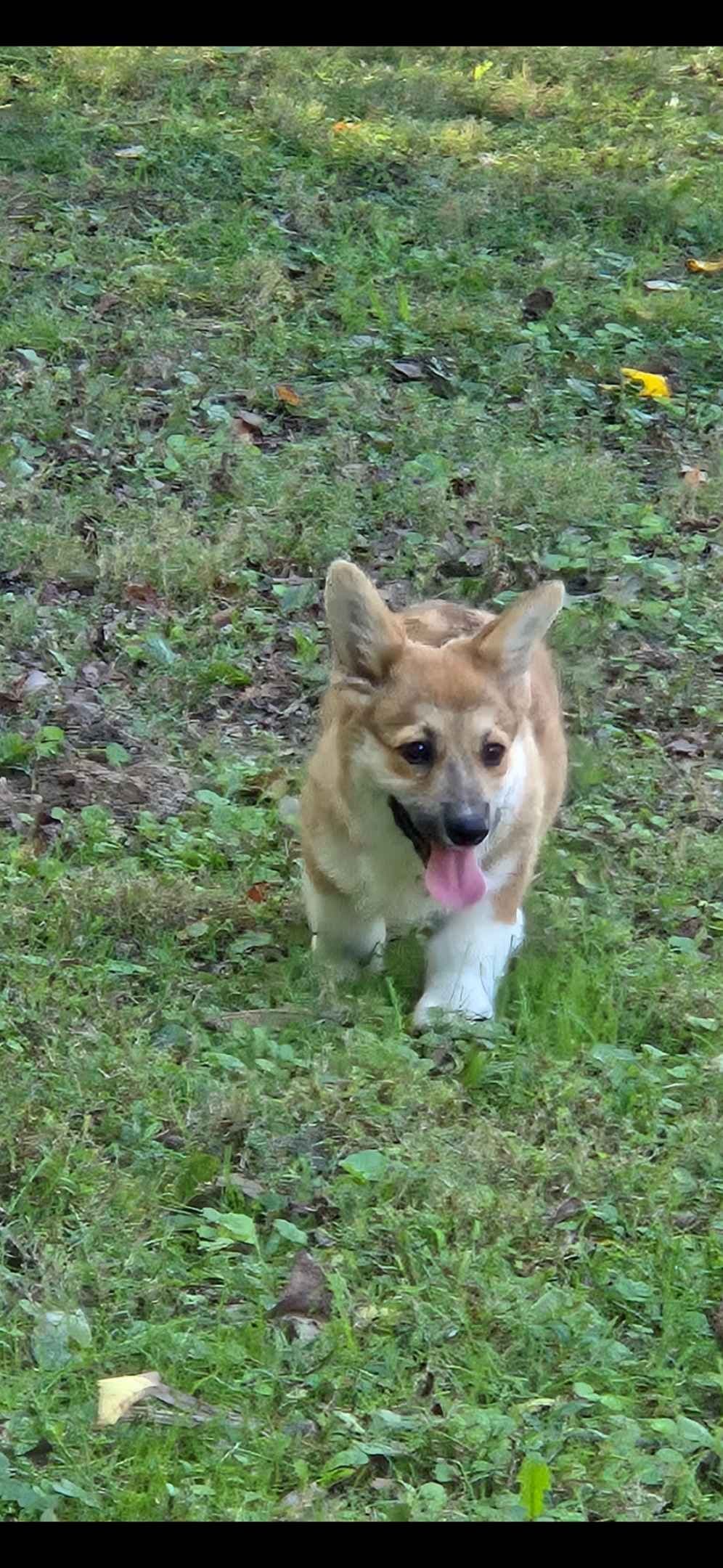 Pembroke Welsh Corgi Puppies breeder image 22