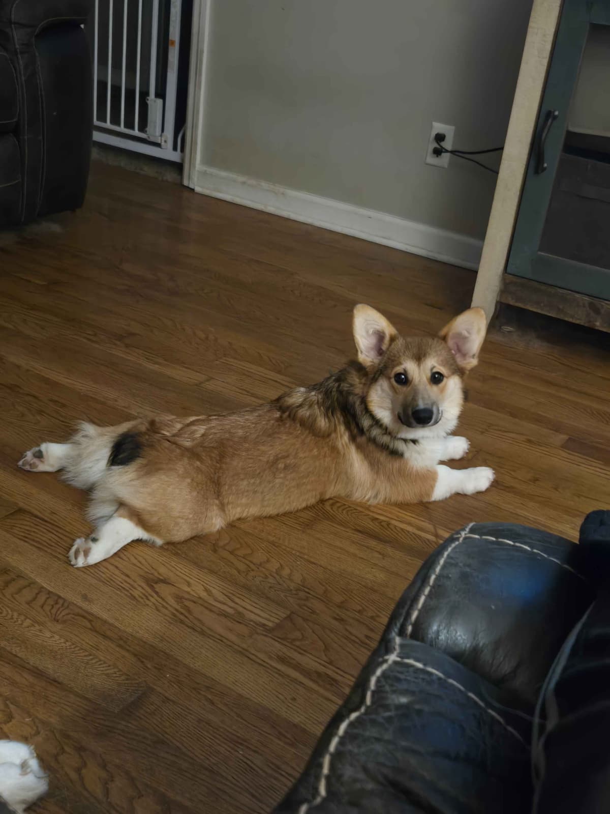 Pembroke Welsh Corgi Puppies breeder image 24