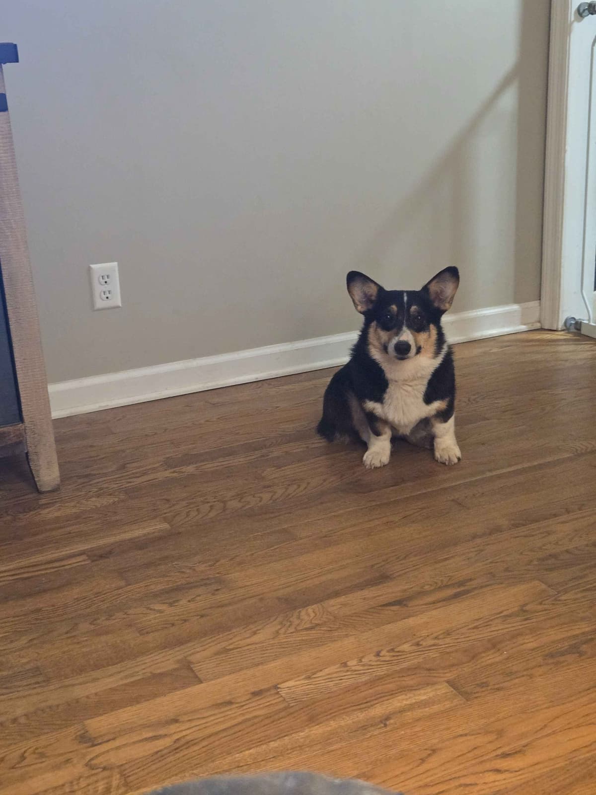 Pembroke Welsh Corgi Puppies breeder image 26