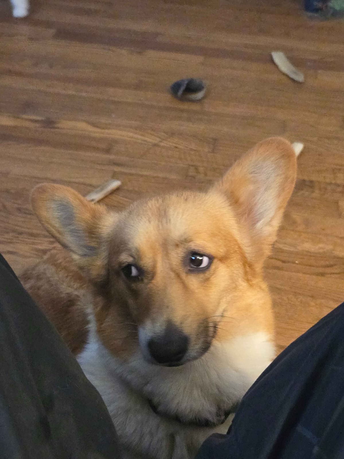Pembroke Welsh Corgi Puppies breeder image 27