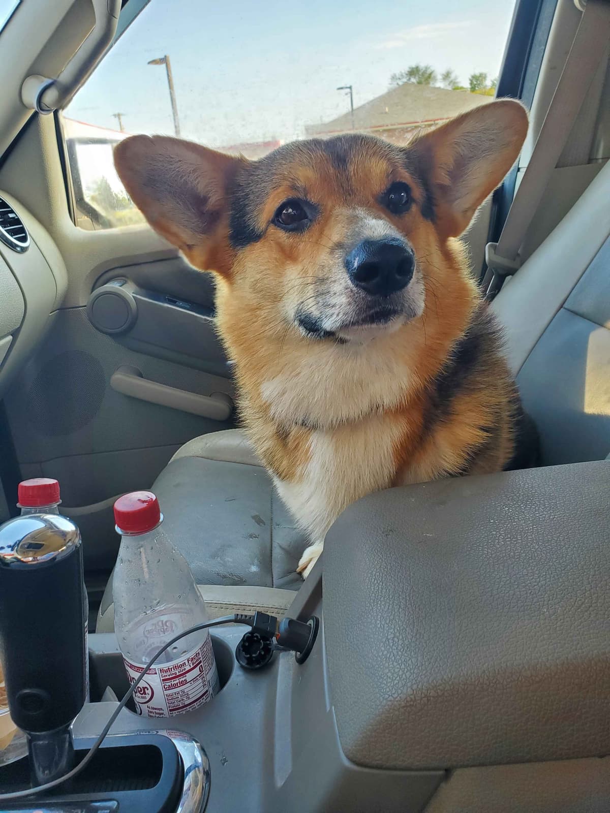 Pembroke Welsh Corgi Puppies breeder image 28