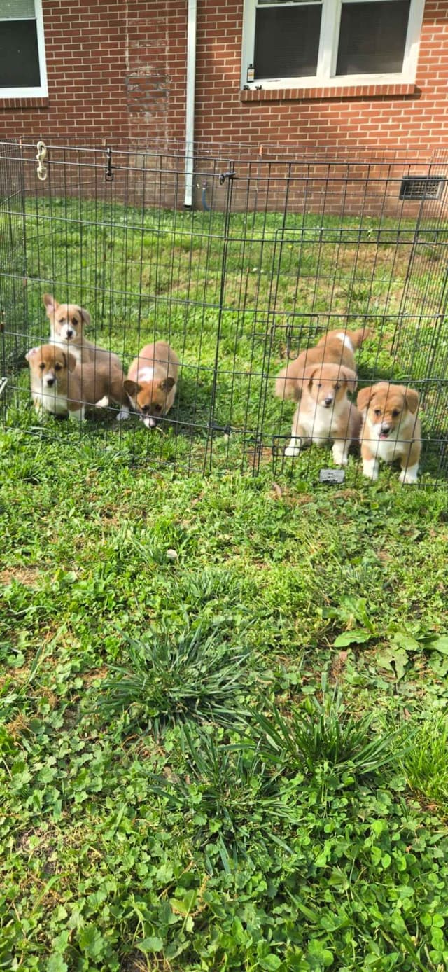 Pembroke Welsh Corgi Puppies media 2
