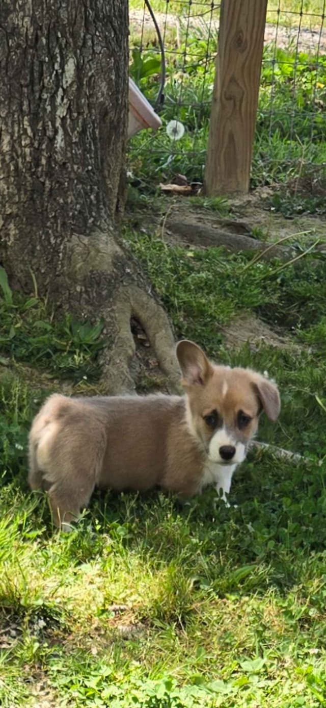 Pembroke Welsh Corgi Puppies media 3