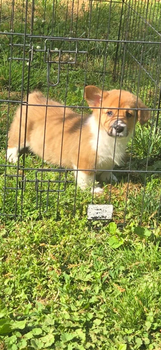 Pembroke Welsh Corgi Puppies media 4