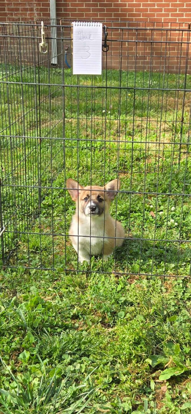 Pembroke Welsh Corgi Puppies media 7