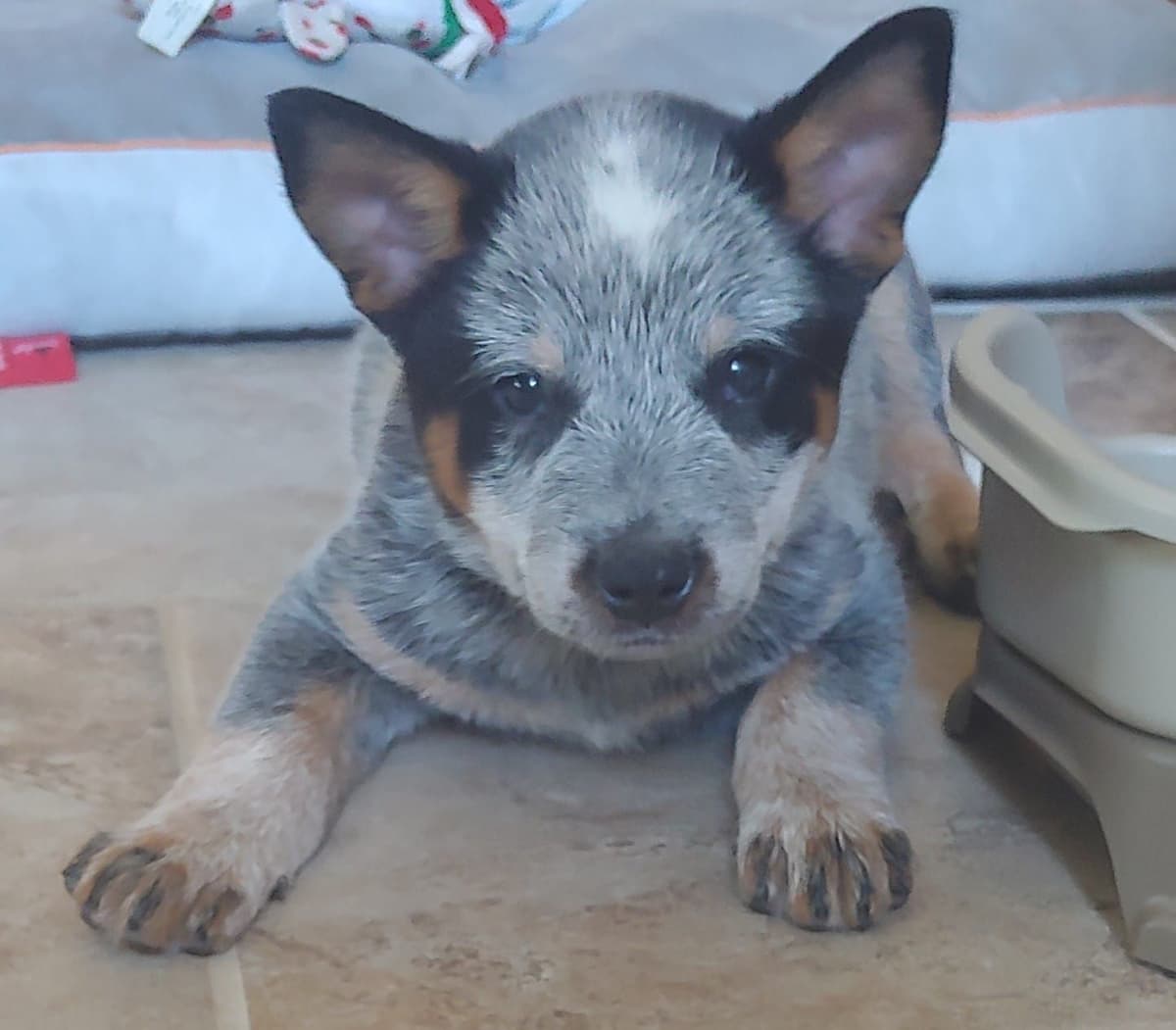 Solid Black Miniature Schnauzer Puppies :) breeder image 5