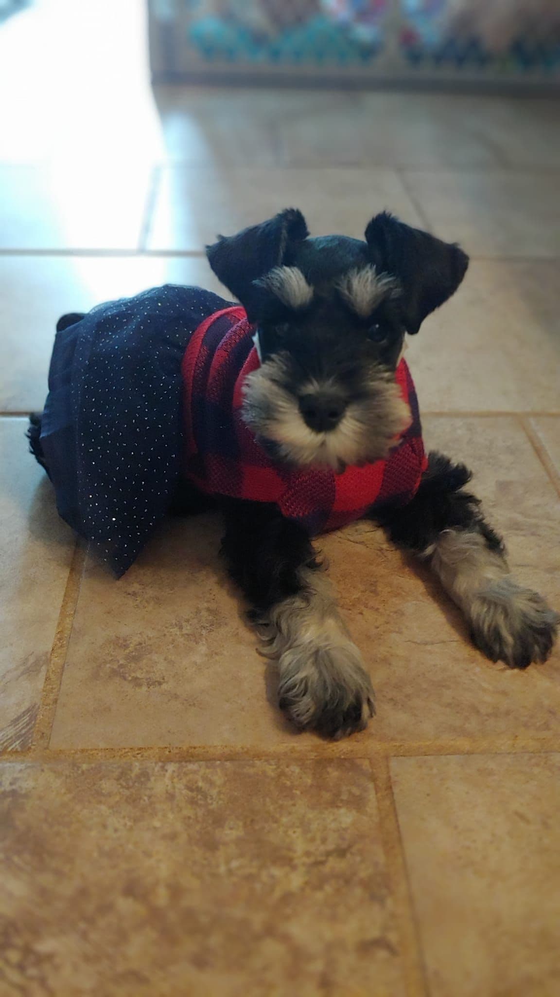 Solid Black Miniature Schnauzer Puppies :) breeder image 8