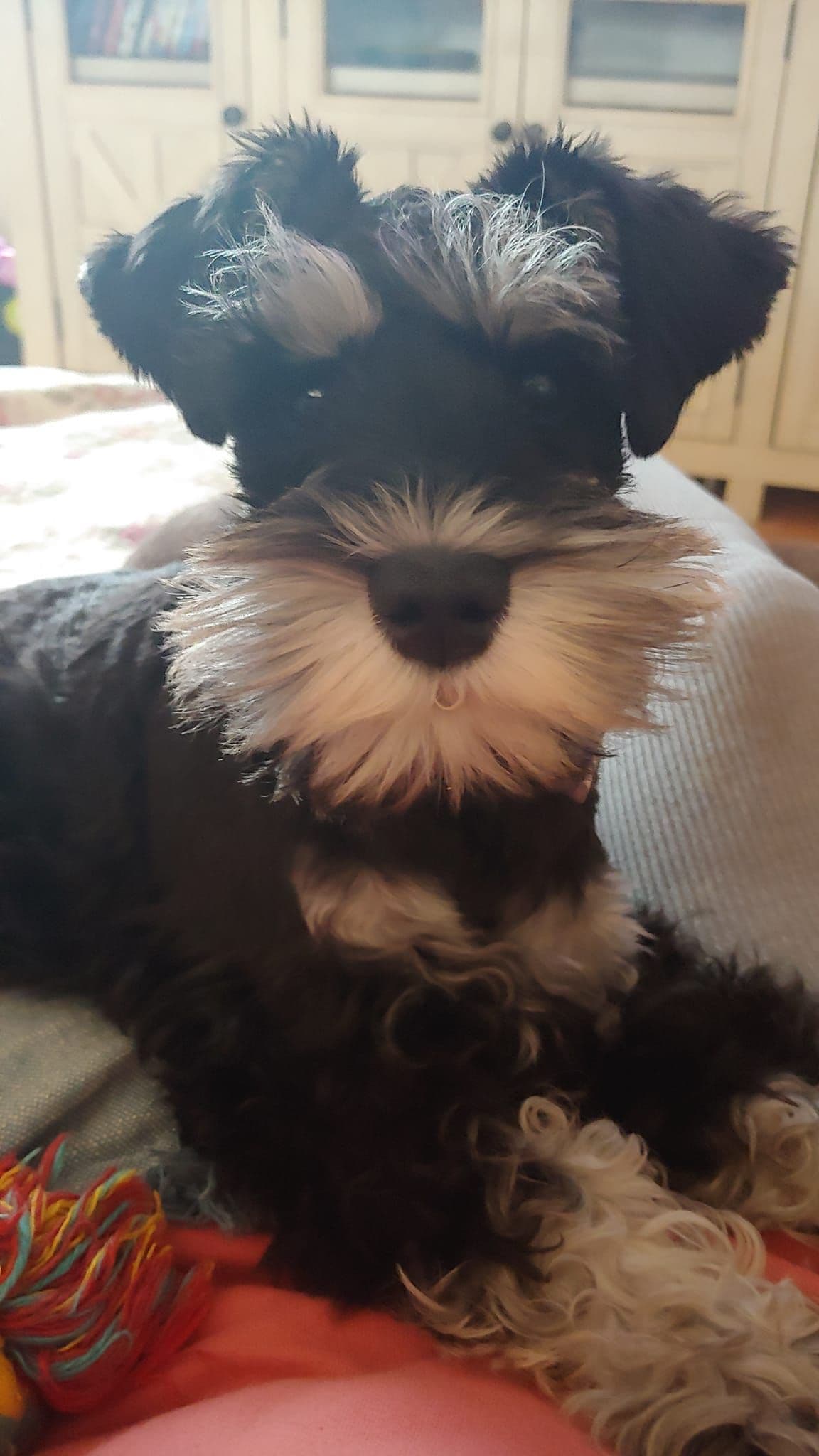 Solid Black Miniature Schnauzer Puppies :) breeder image 9