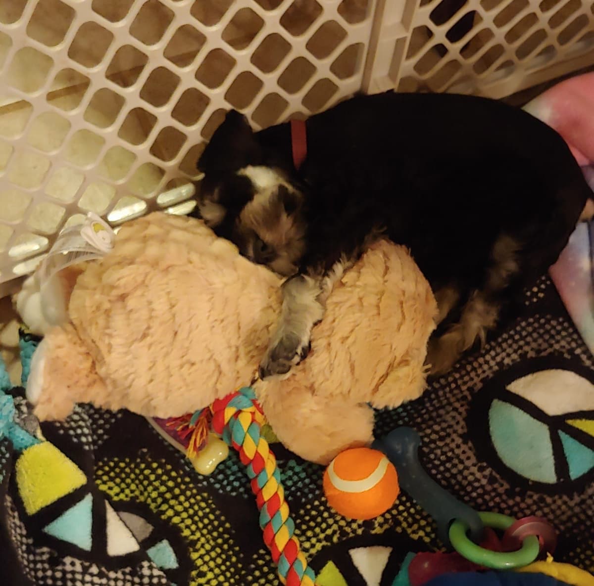 Solid Black Miniature Schnauzer Puppies :) breeder image 14