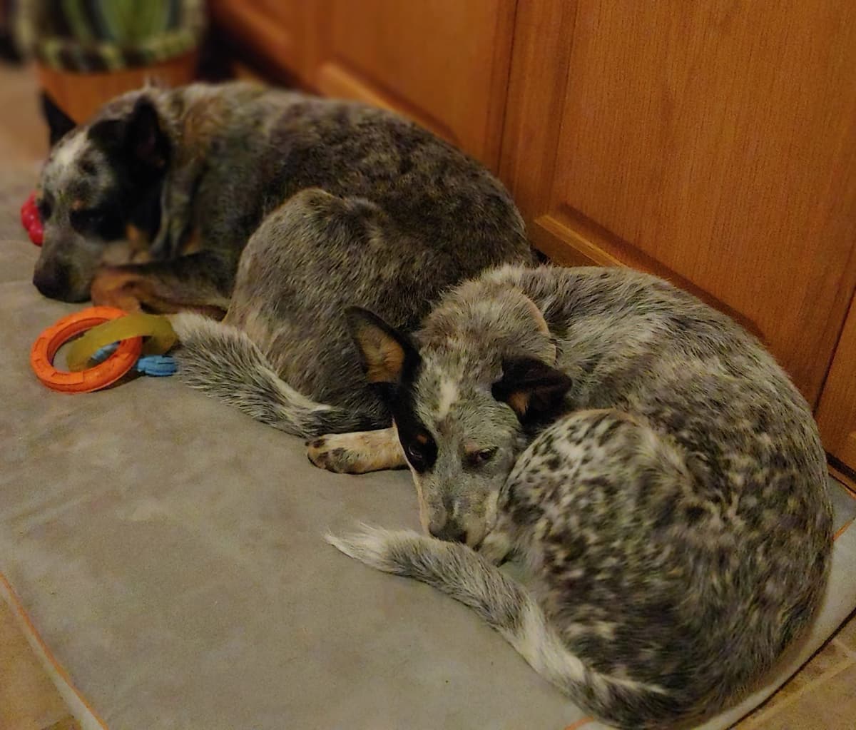 Solid Black Miniature Schnauzer Puppies :) breeder image 16