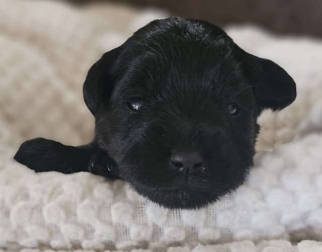 Solid Black Miniature Schnauzer Puppies :) media 3