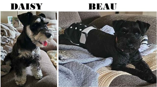 Solid Black Miniature Schnauzer Puppies :) media 4