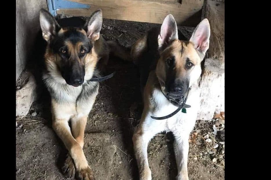 German Shepherd Dog Puppies breeder image 1