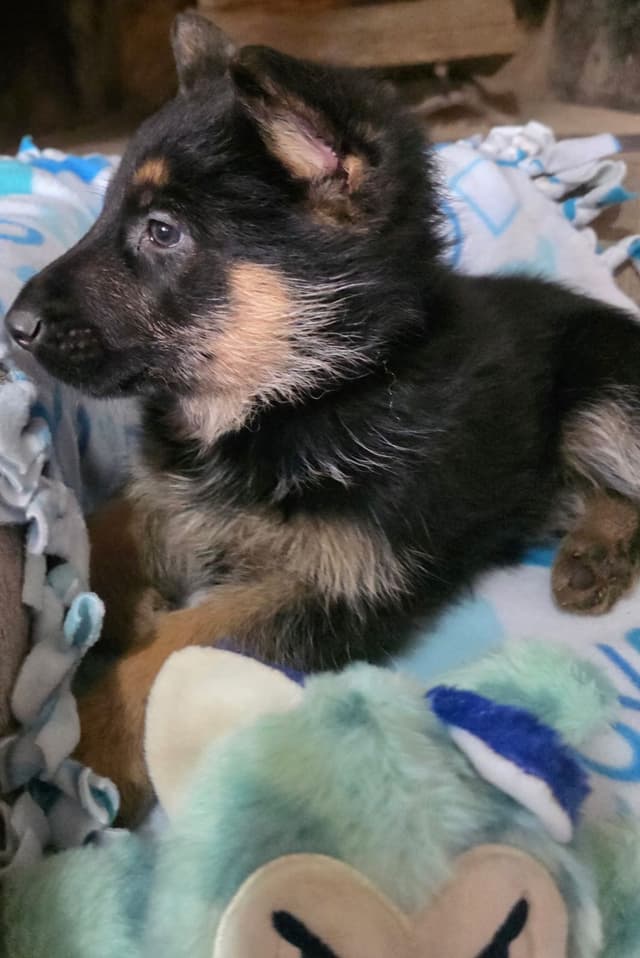 German Shepherd Dog Puppies media 3