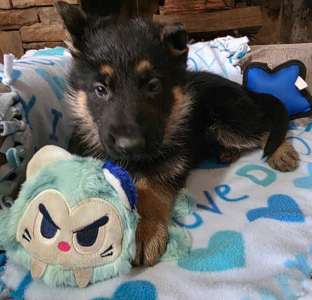 German Shepherd Dog Puppies media 5