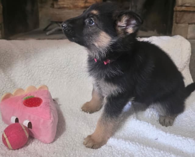 German Shepherd Dog Puppies media 6