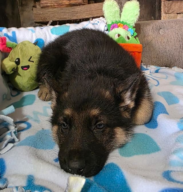 German Shepherd Dog Puppies media 7