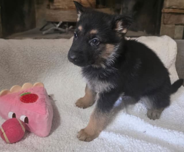 German Shepherd Dog Puppies media 8