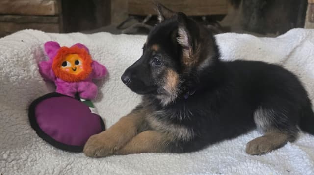 German Shepherd Dog Puppies media 10