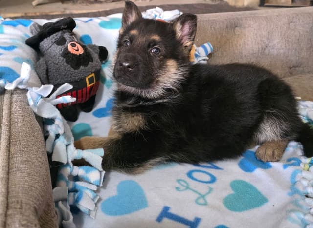 German Shepherd Dog Puppies media 11