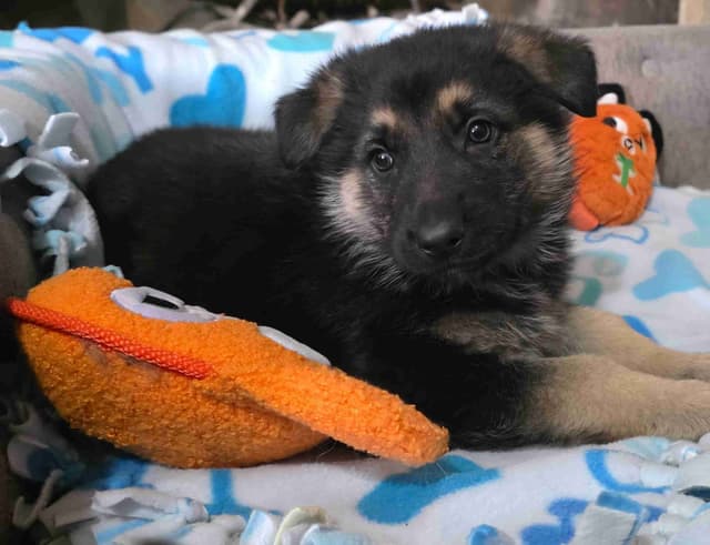 German Shepherd Dog Puppies media 12