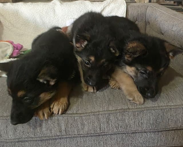 German Shepherd Dog Puppies media 13