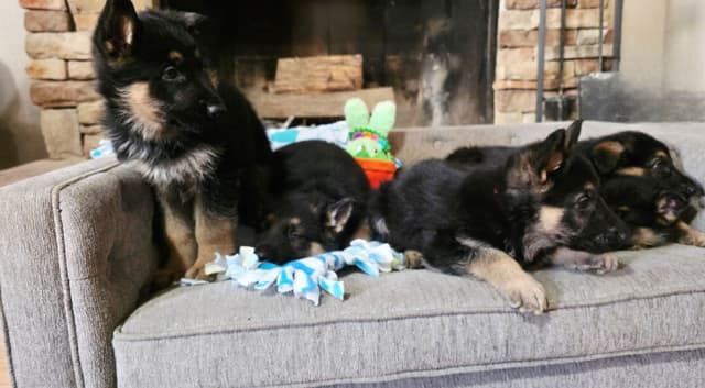 German Shepherd Dog Puppies media 14